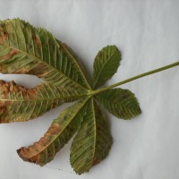 Horse Chestnut Leaf Miner